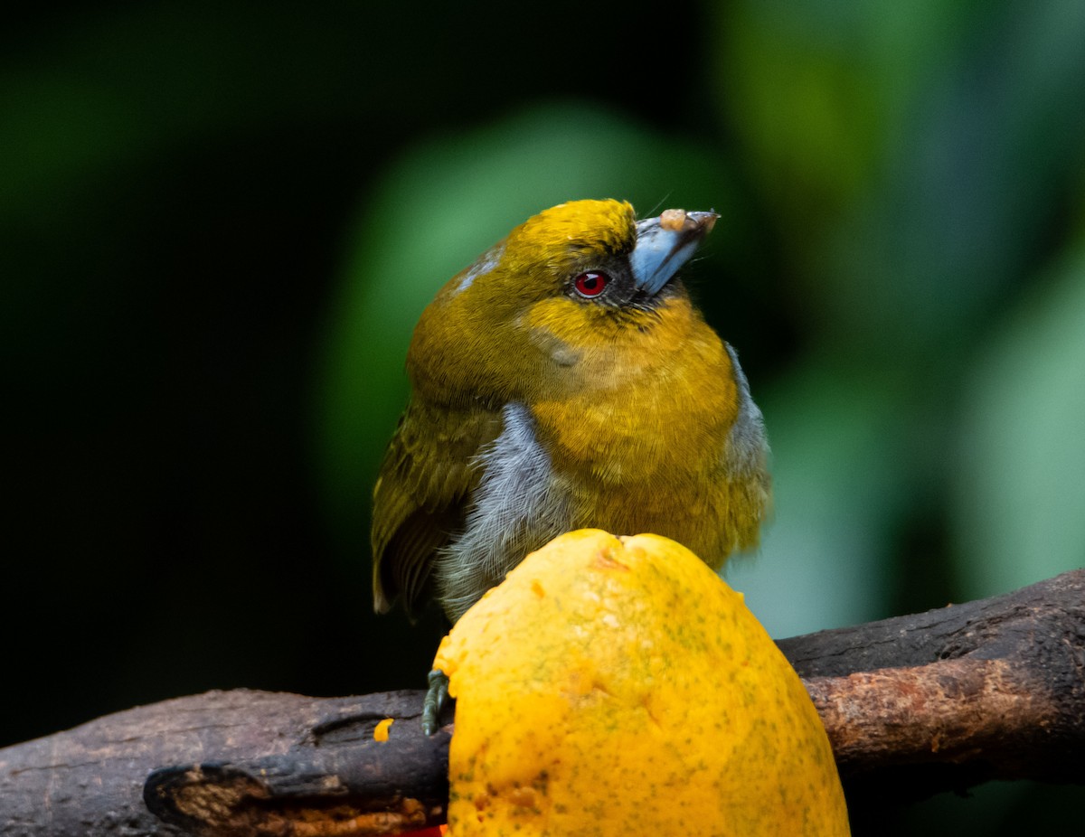 Prong-billed Barbet - Trevor Ambrico