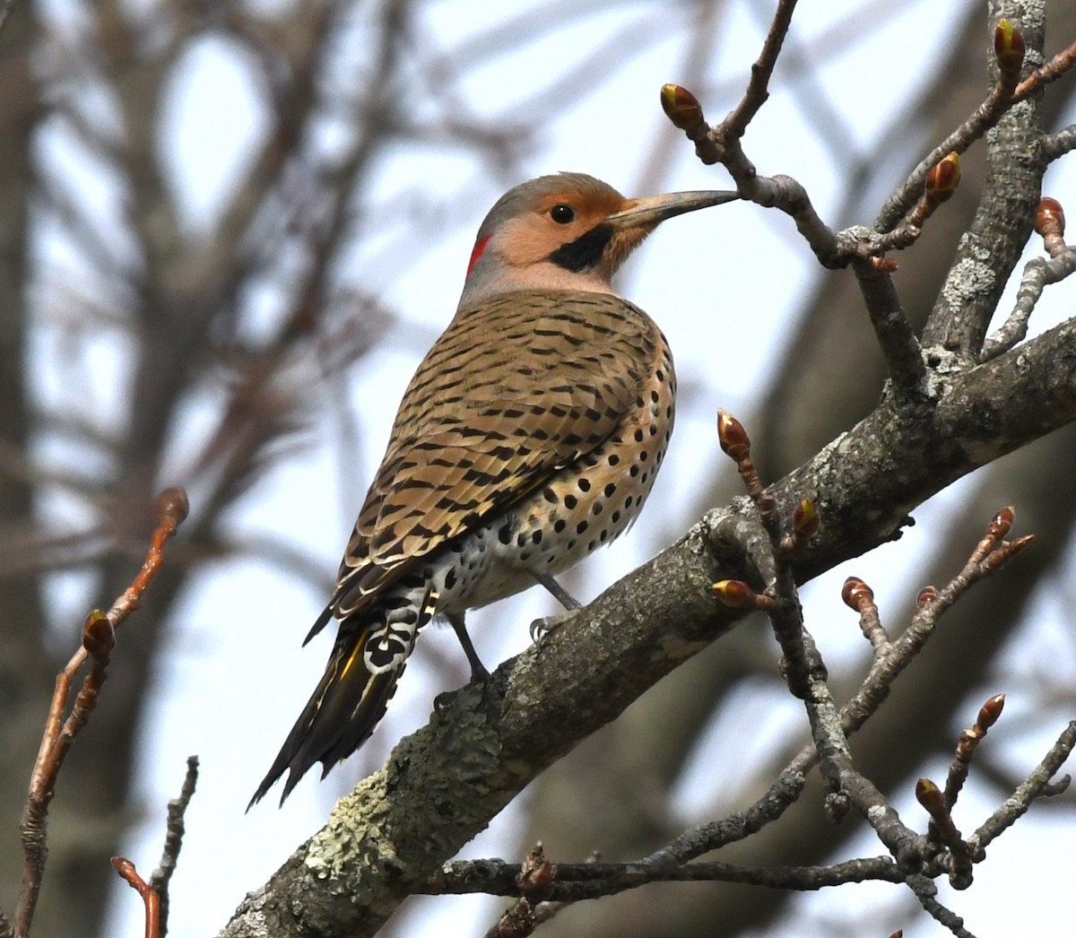 Northern Flicker - ML544812801