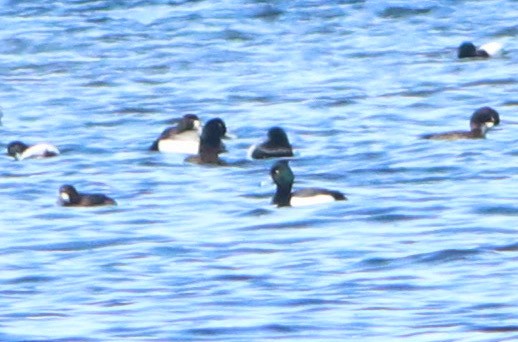 Tufted Duck x Greater Scaup (hybrid) - ML544812901