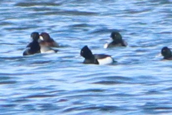 Tufted Duck x Greater Scaup (hybrid) - ML544812911
