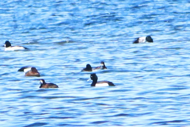 Tufted Duck x Greater Scaup (hybrid) - ML544812921