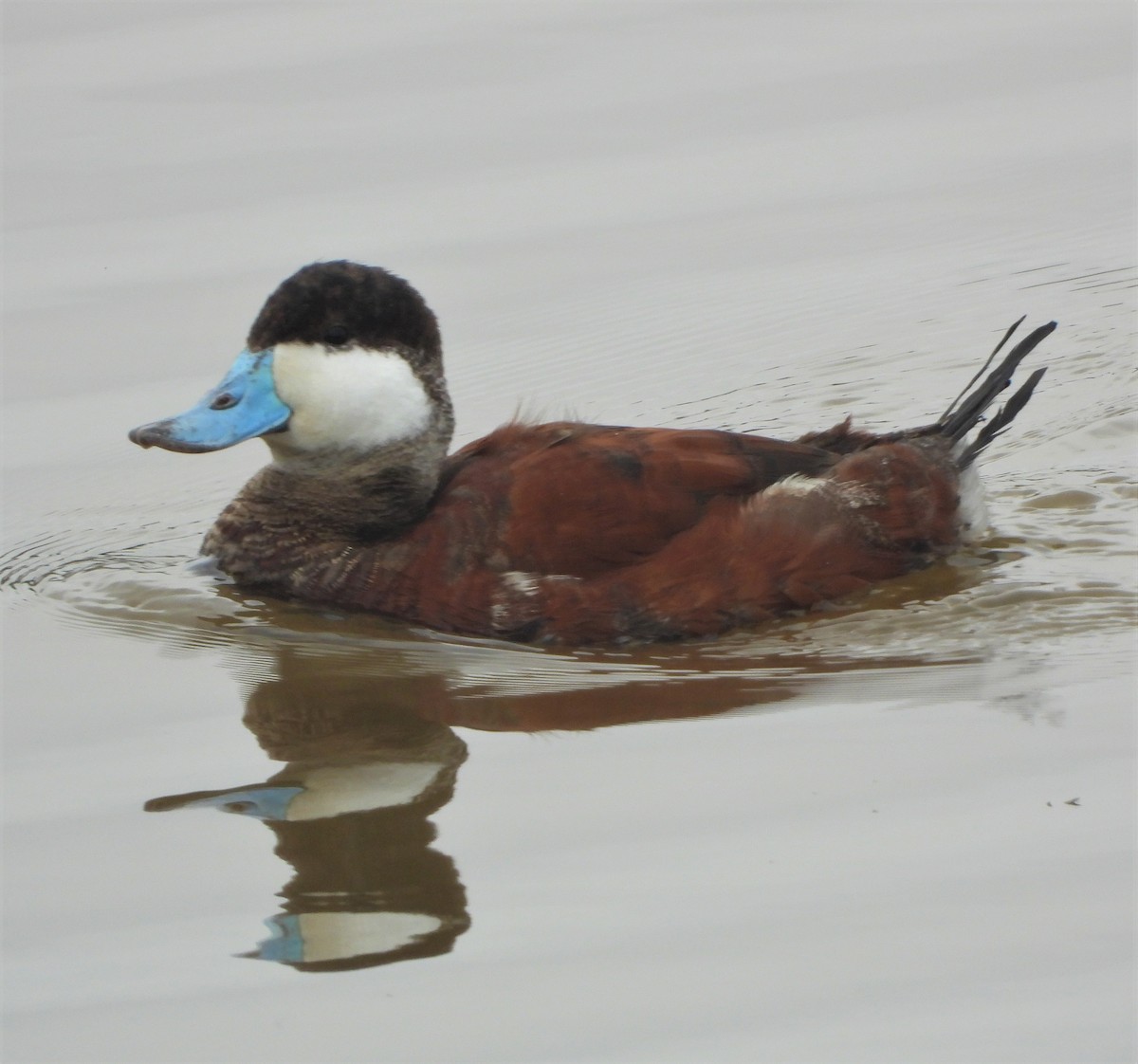 Ruddy Duck - ML544812971