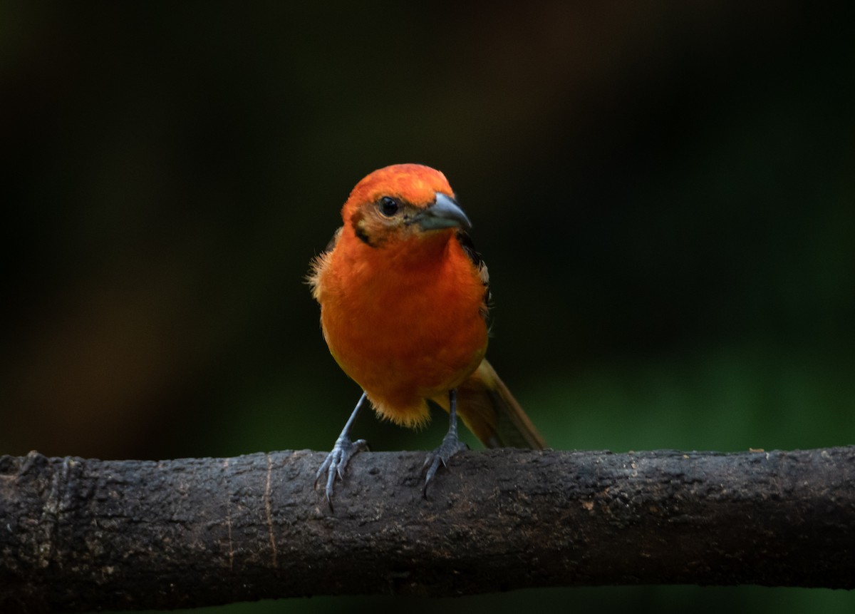 Flame-colored Tanager - Trevor Ambrico