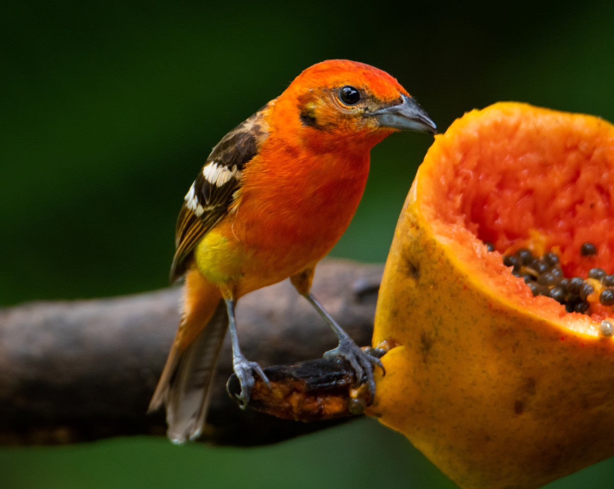 Flame-colored Tanager - Trevor Ambrico