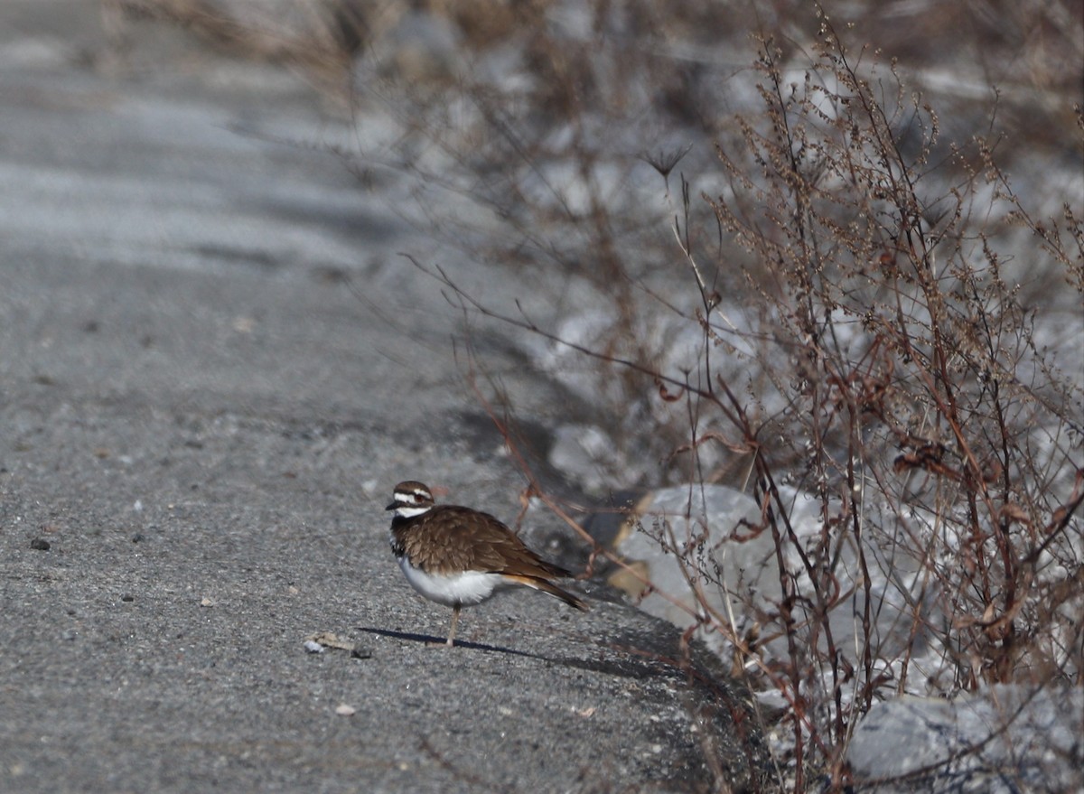 Killdeer - ML544813171