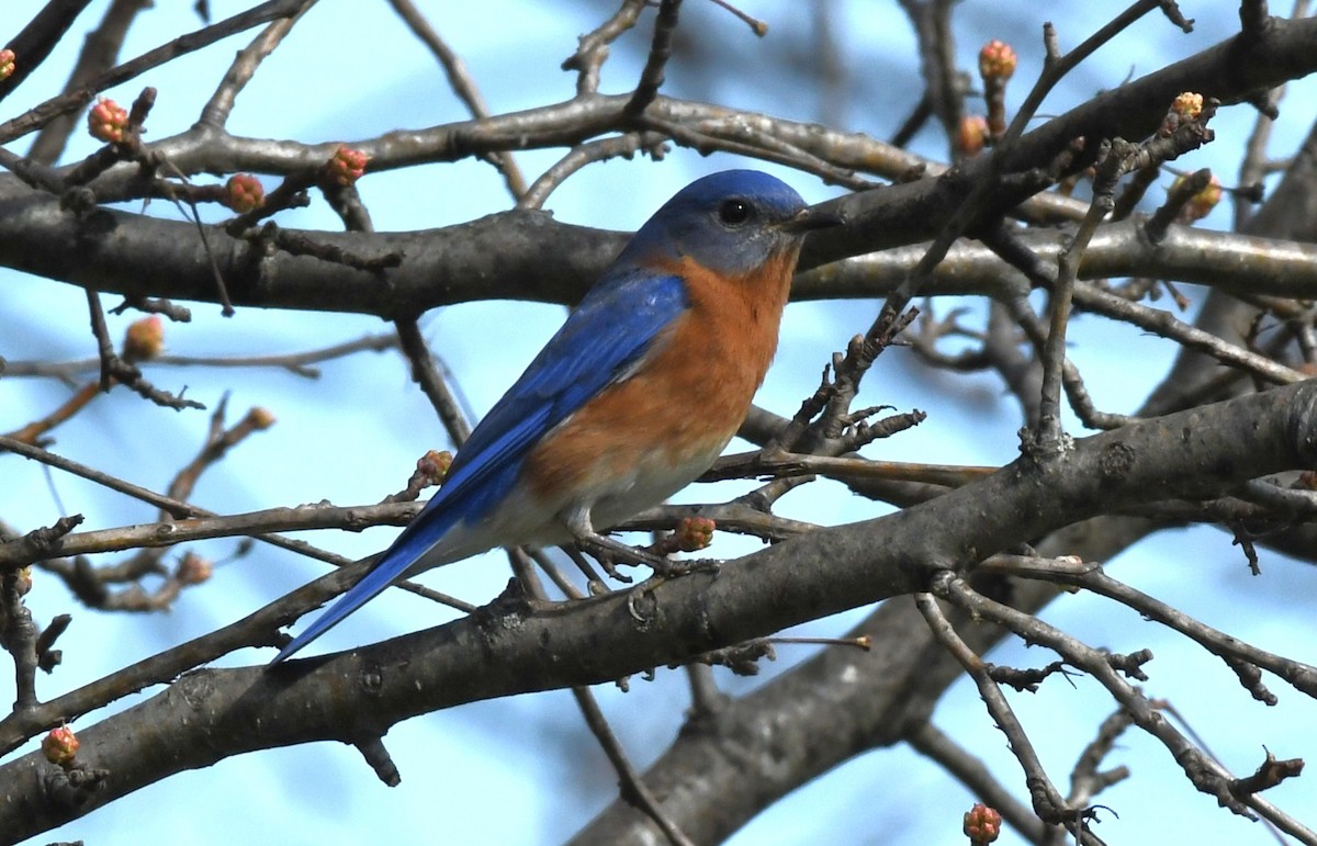 Eastern Bluebird - ML544813271