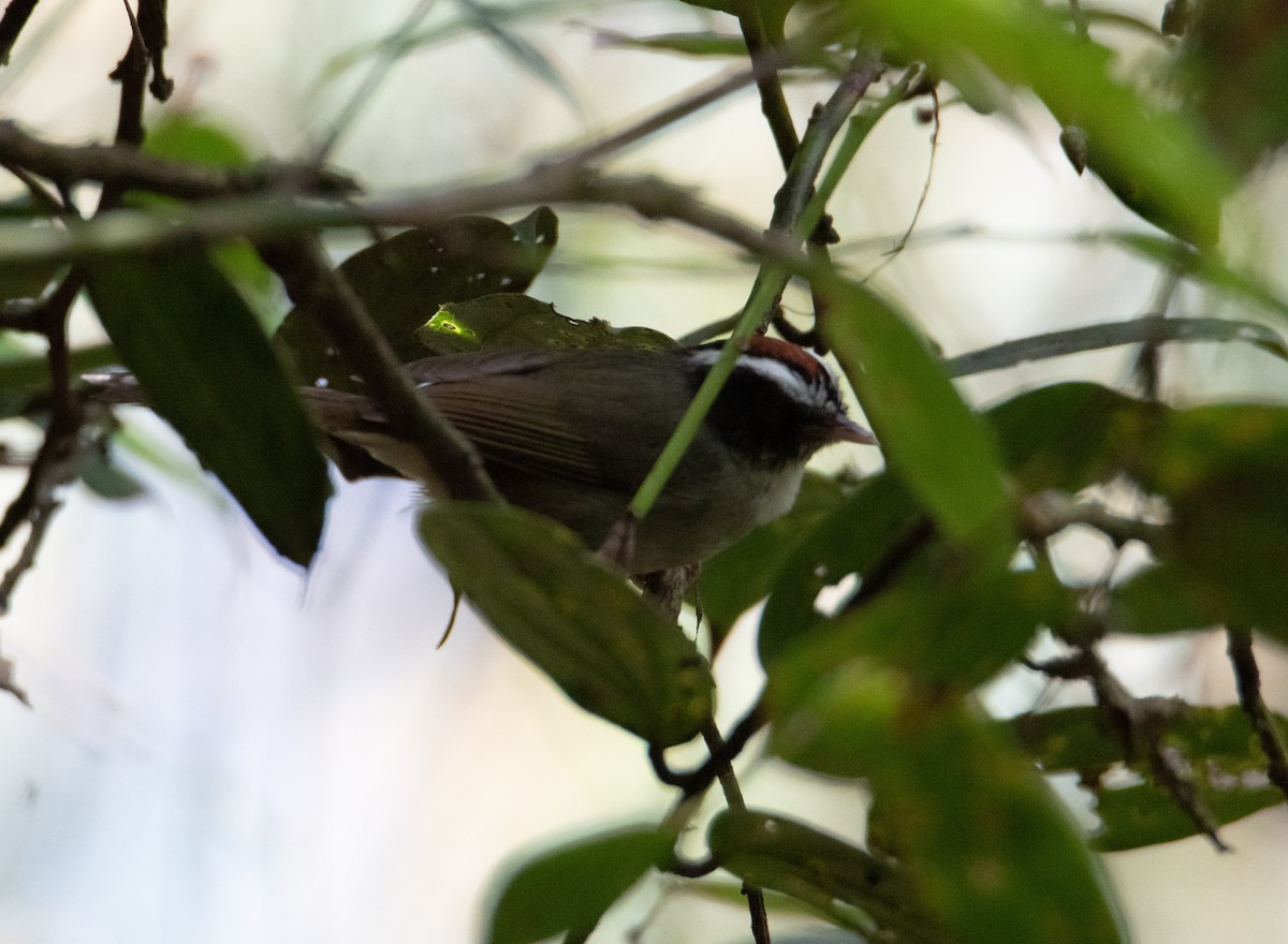 Black-cheeked Warbler - Trevor Ambrico