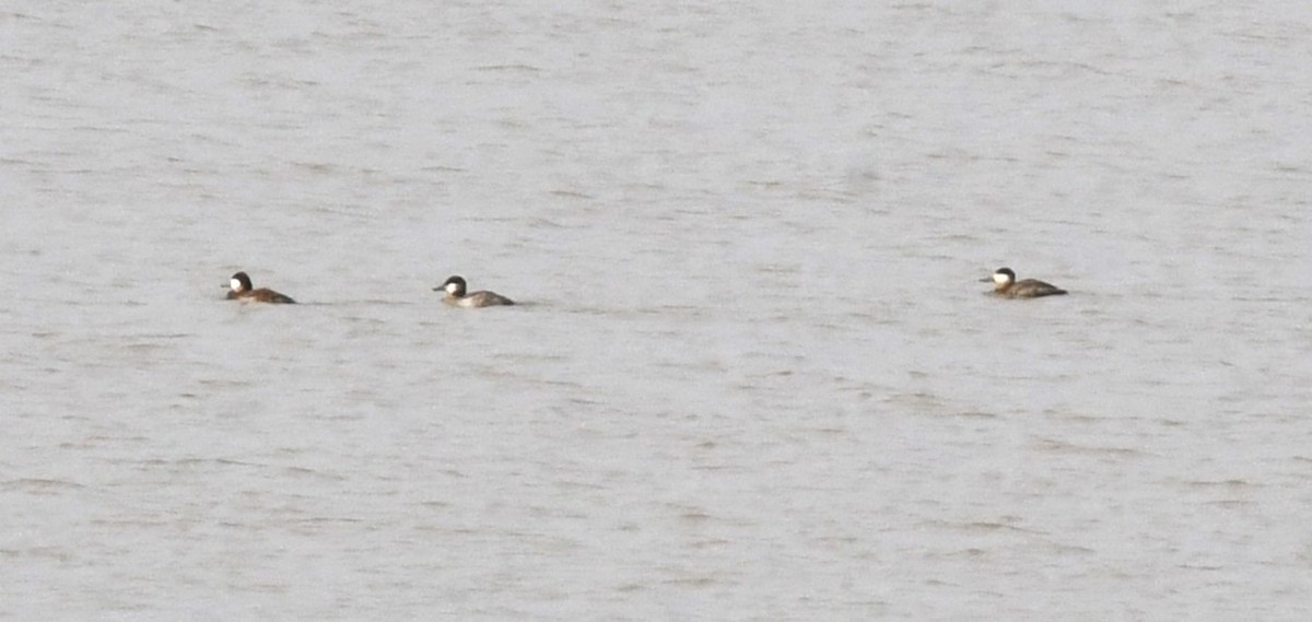 Ruddy Duck - ML544813691