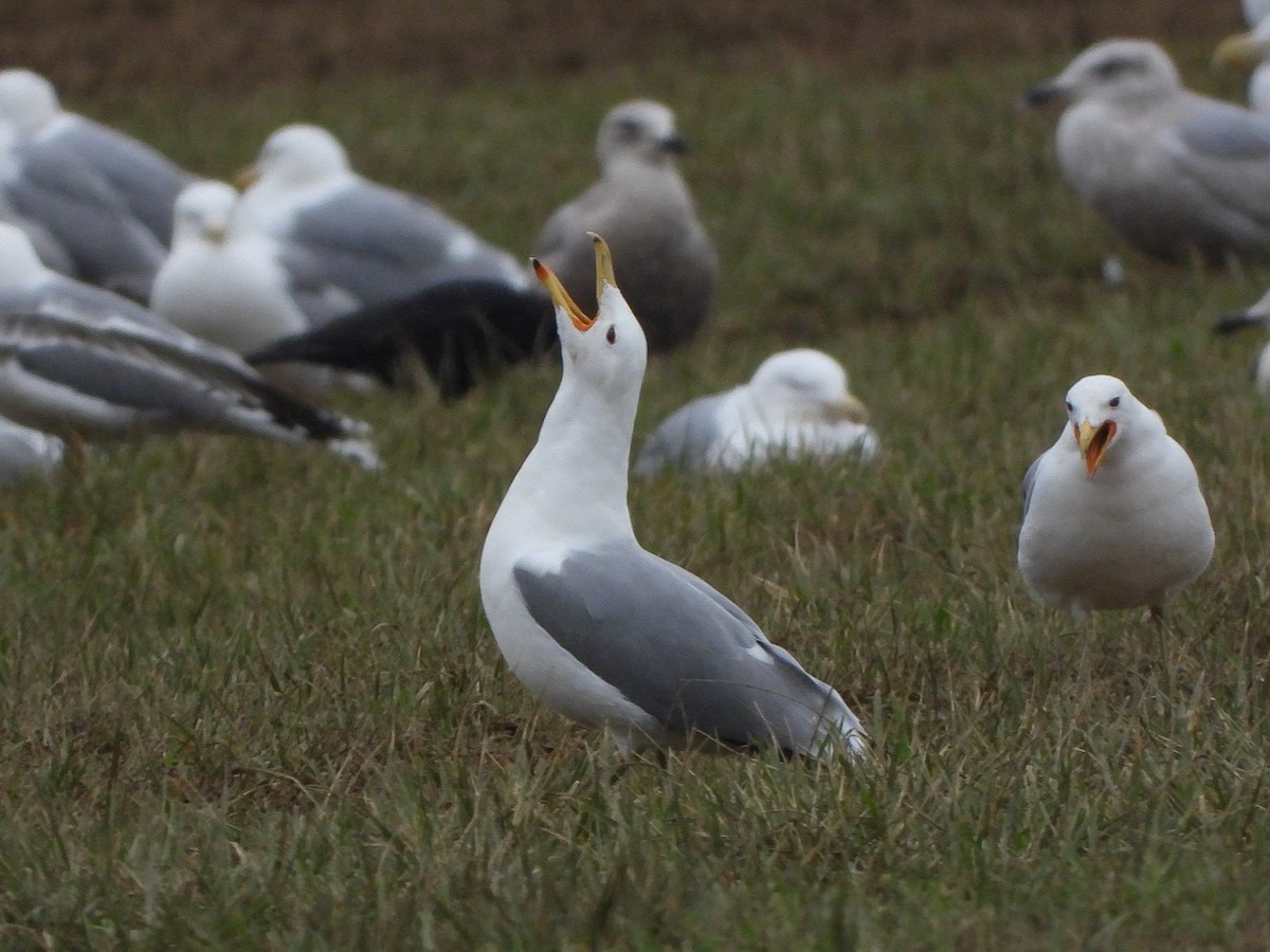 California Gull - ML544814591