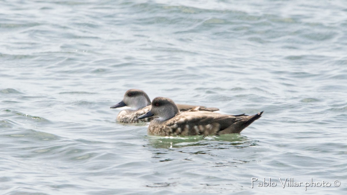 Crested Duck - ML544814661