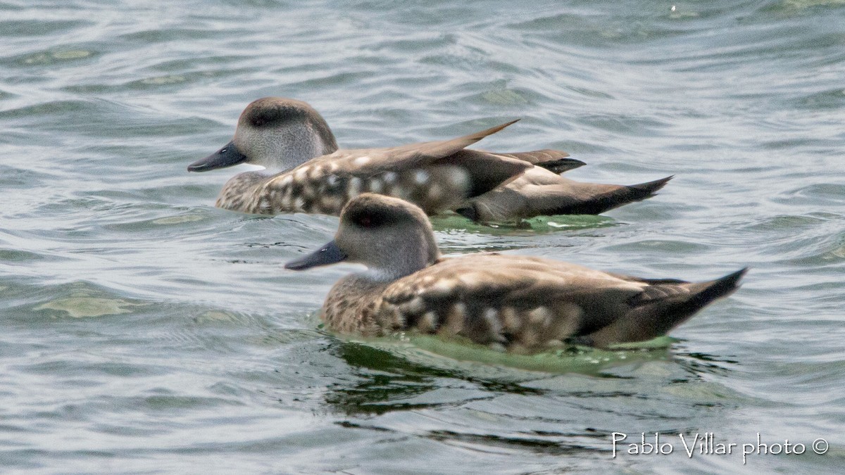 Crested Duck - ML544814671