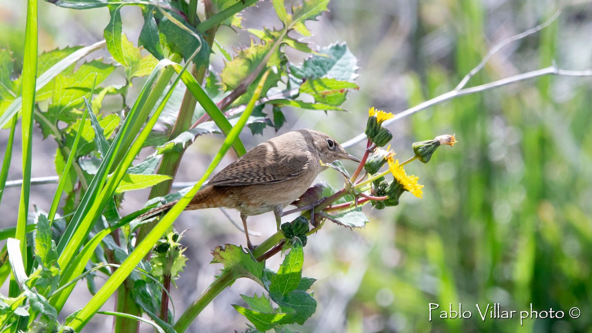 House Wren - ML544814781