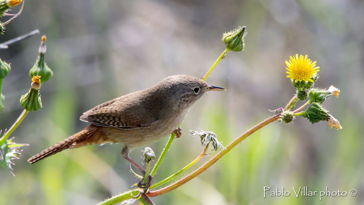 House Wren - ML544814791