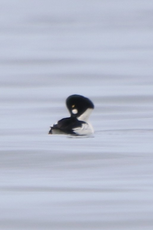 Common Goldeneye - ML544816491