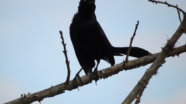 Nicaraguan Grackle - ML544816541