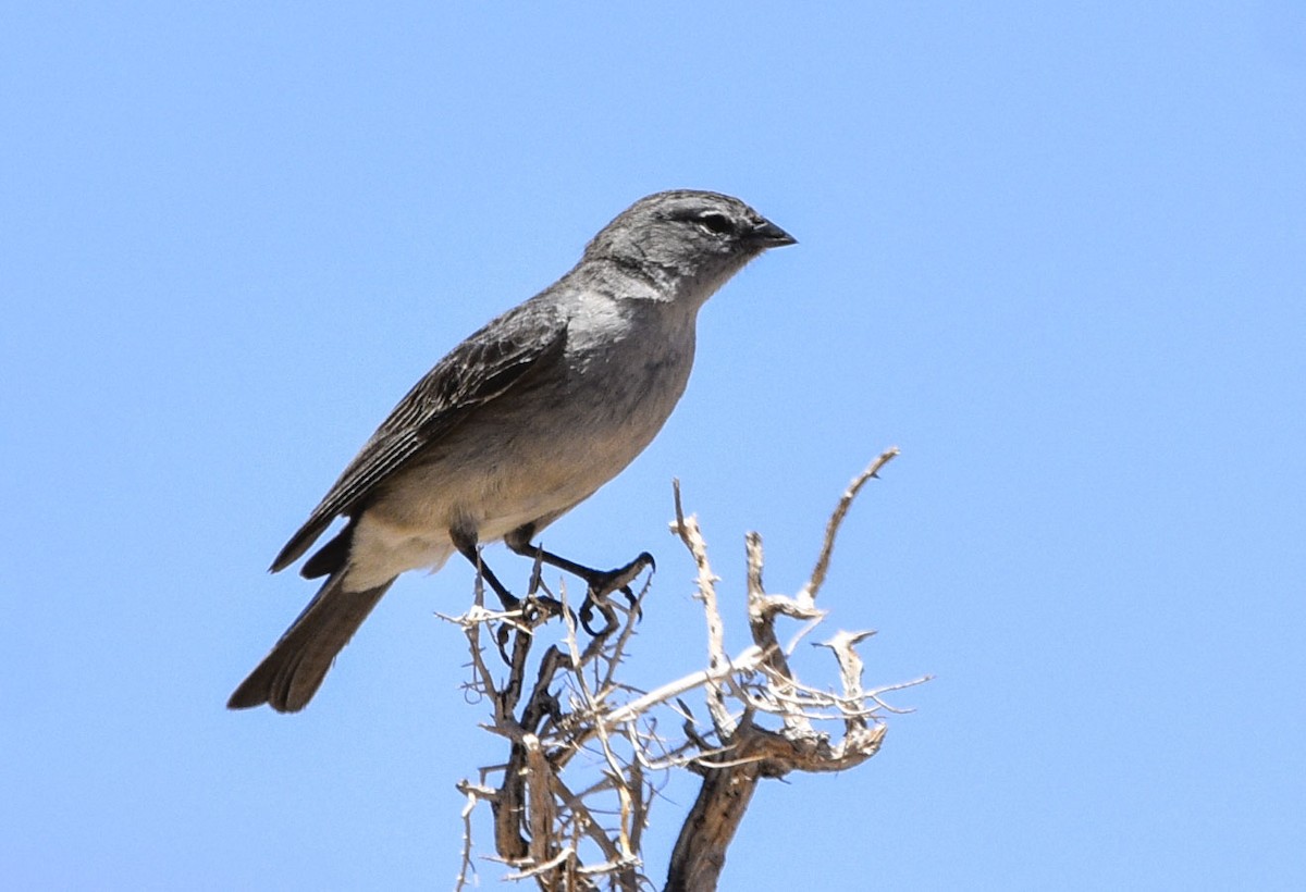 Ash-breasted Sierra Finch - ML544817091