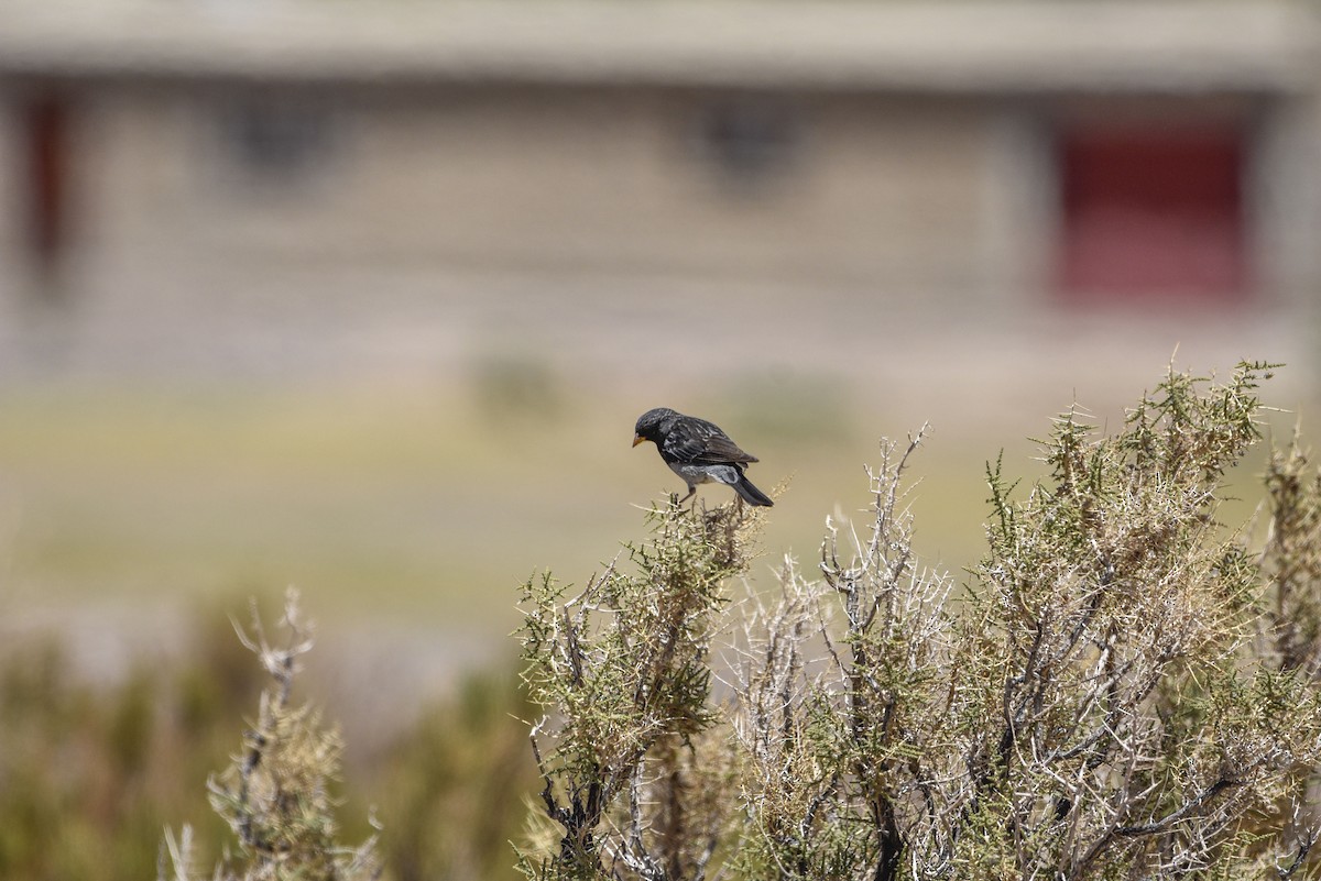 Ash-breasted Sierra Finch - ML544817101