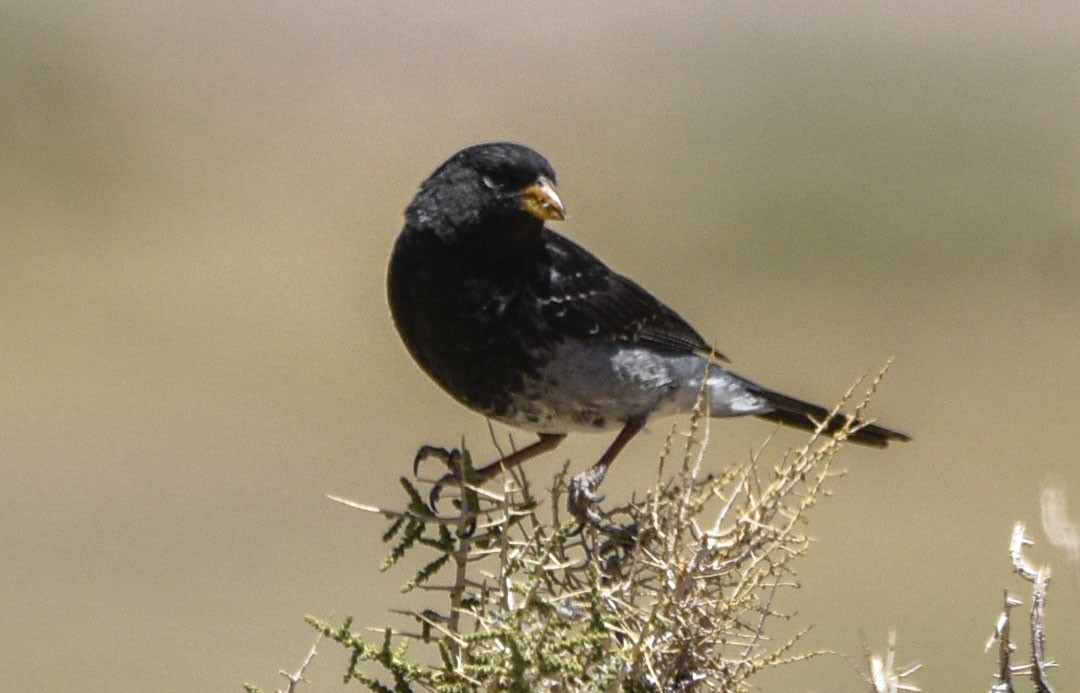 Mourning Sierra Finch - ML544817341