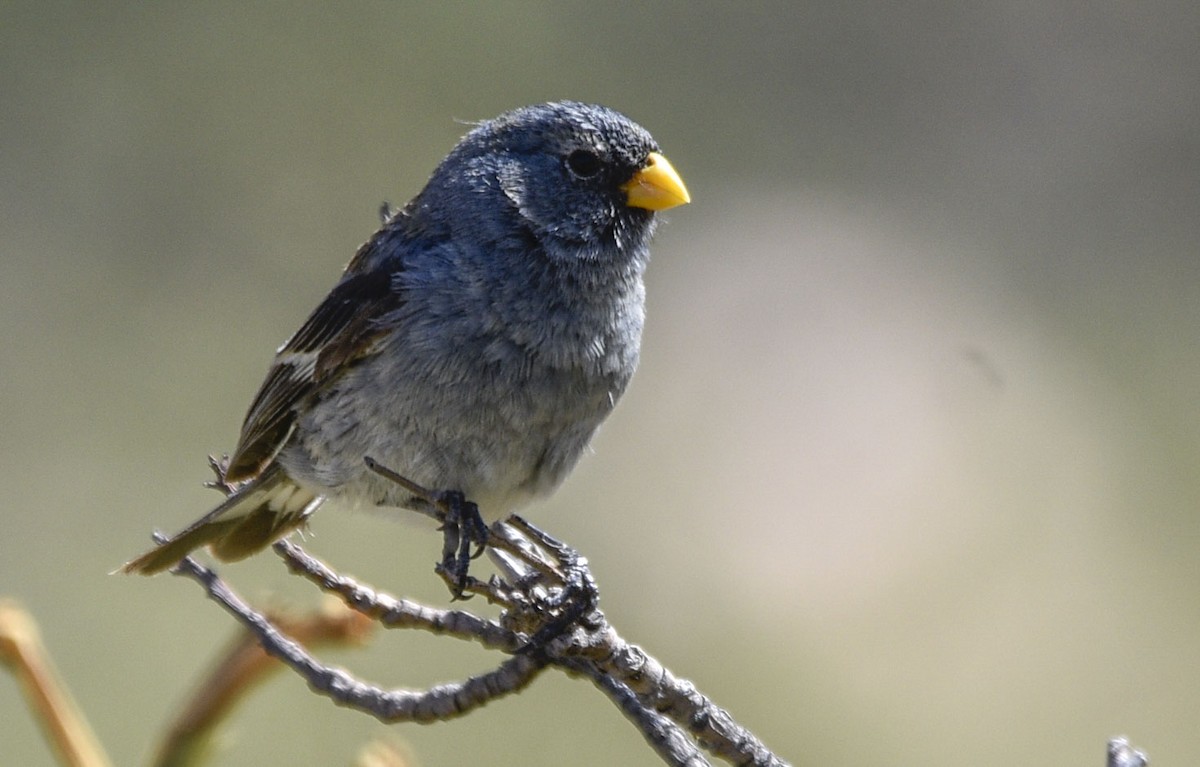 Band-tailed Seedeater - ML544817911