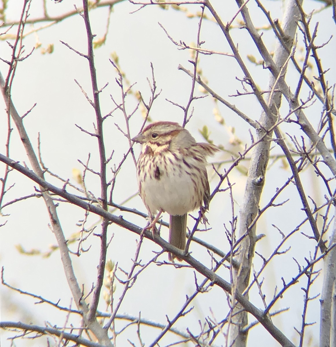 Song Sparrow (melodia/atlantica) - ML544818151