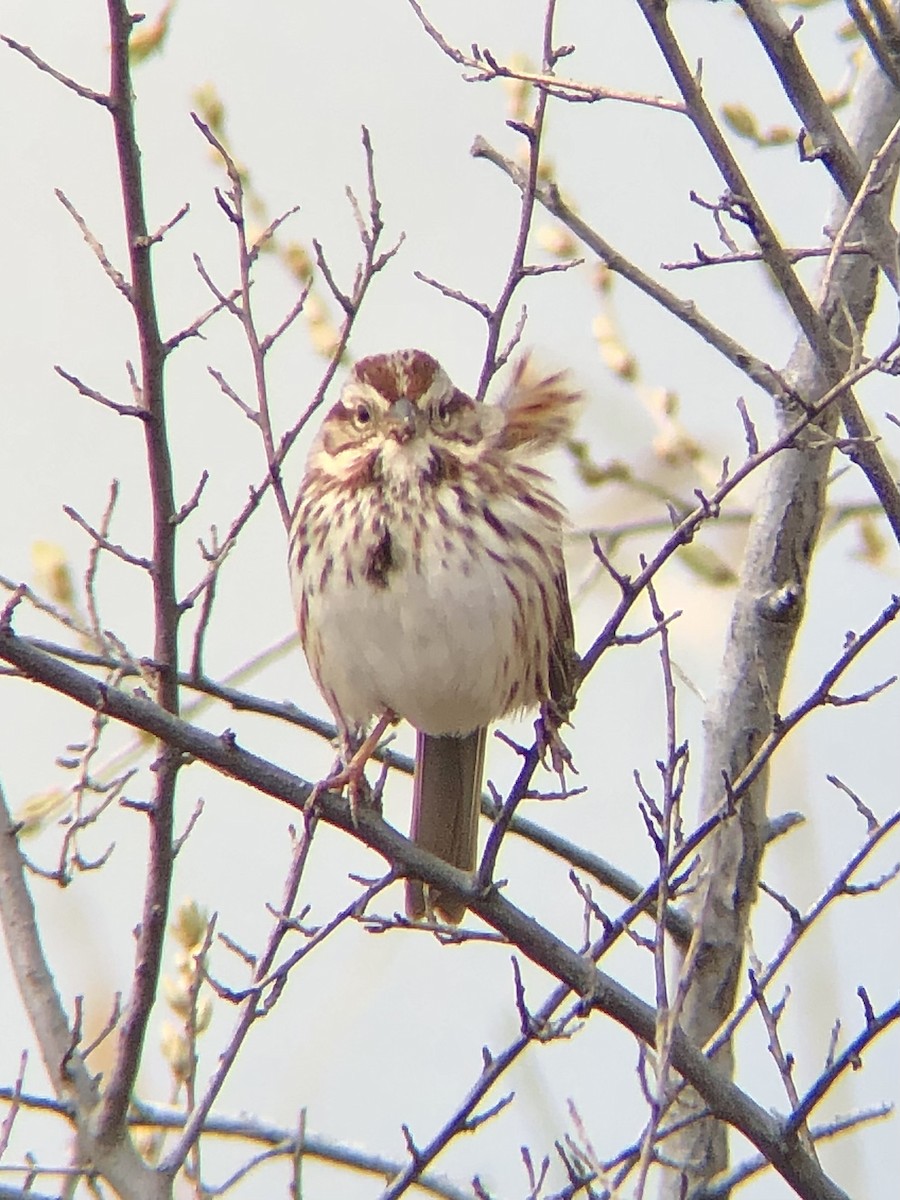 Song Sparrow (melodia/atlantica) - ML544818291