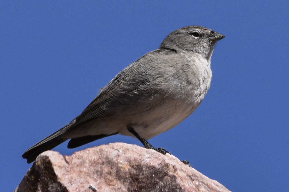 Plumbeous Sierra Finch - ML544818321