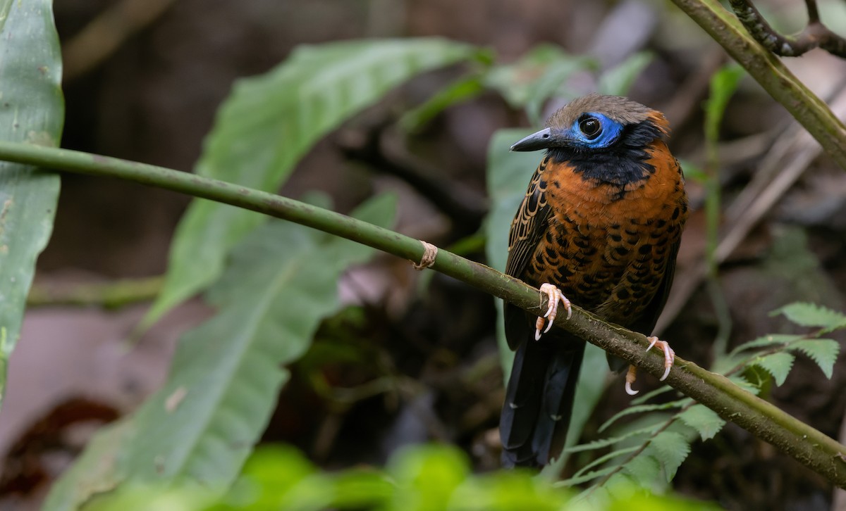 Ocellated Antbird - ML544818431