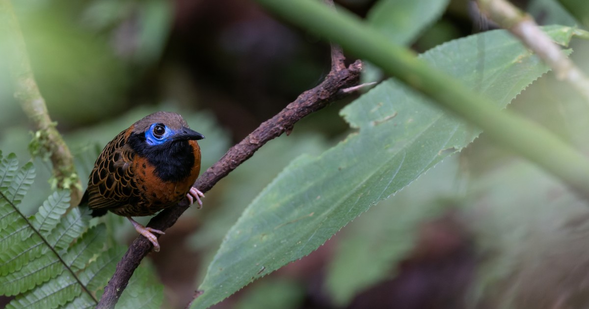 Ocellated Antbird - ML544818441