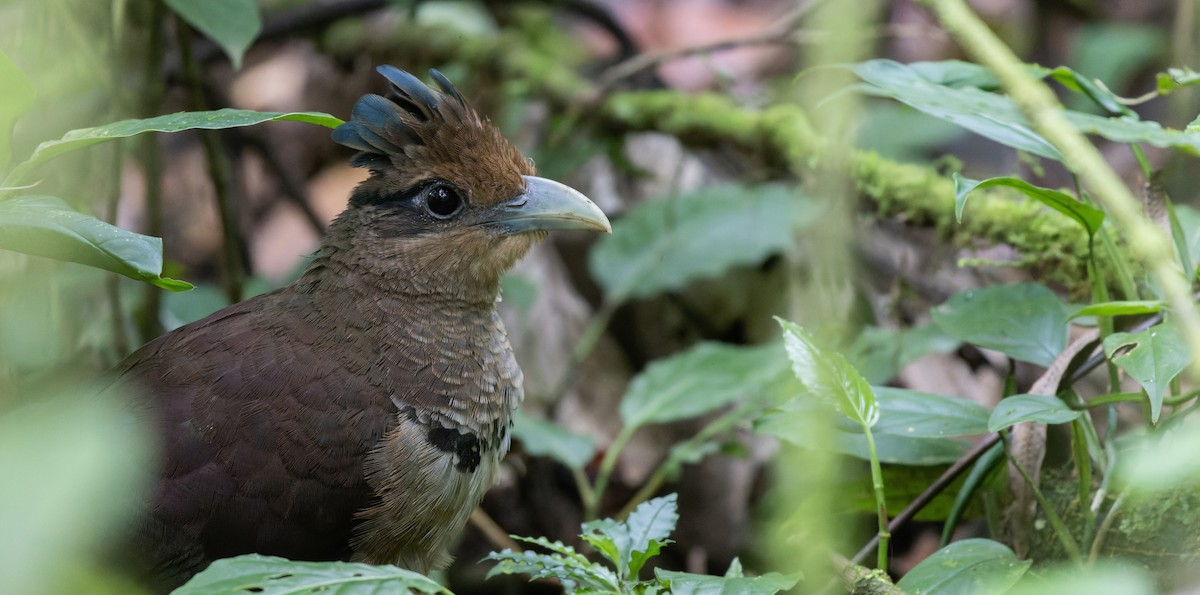 Rufous-vented Ground-Cuckoo - ML544818491