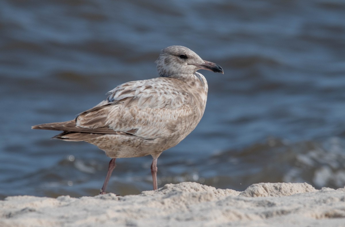 Gaviota Argéntea - ML544818611