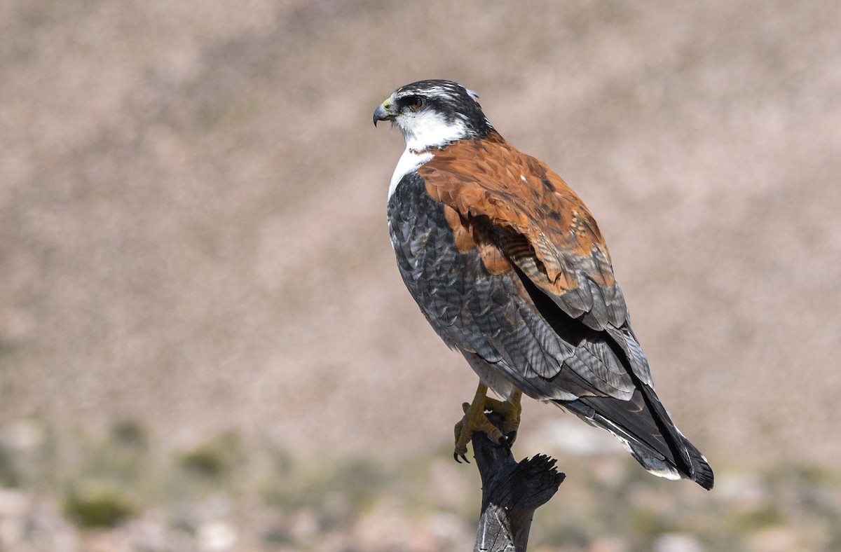 Variable Hawk - federico nagel