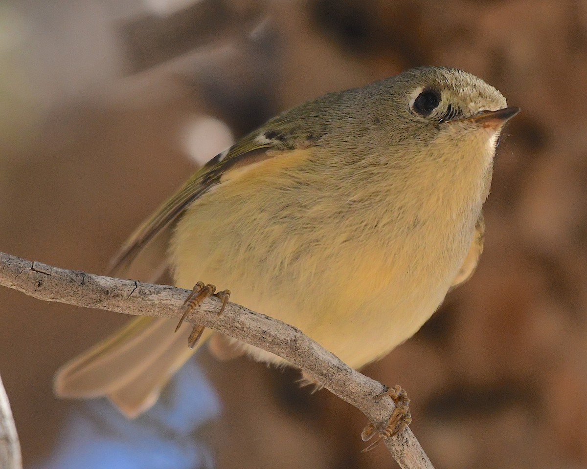 Ruby-crowned Kinglet - ML544819391