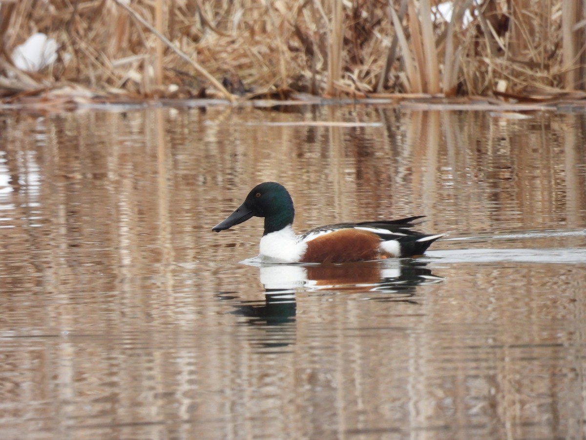 Northern Shoveler - Isaac Smith