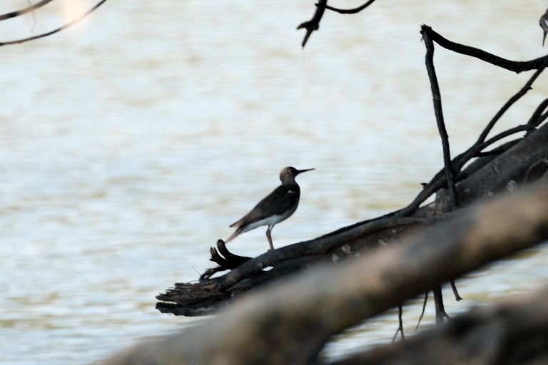 Common Sandpiper - ML544819931