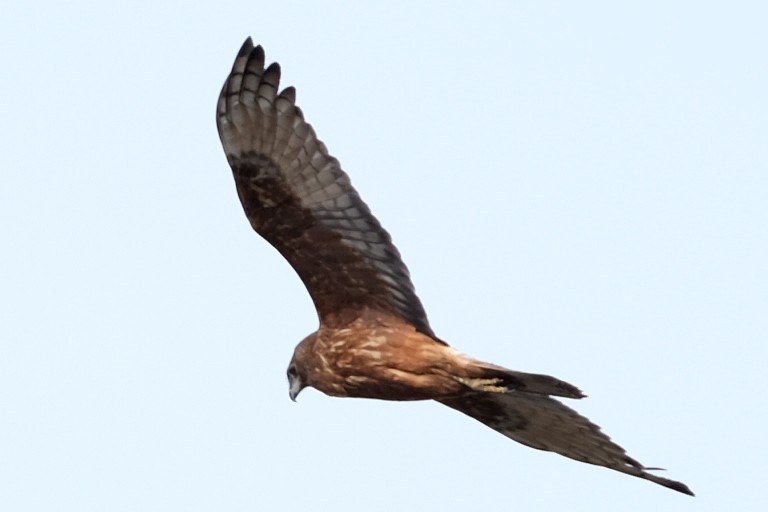 Swamp Harrier - ML544820061