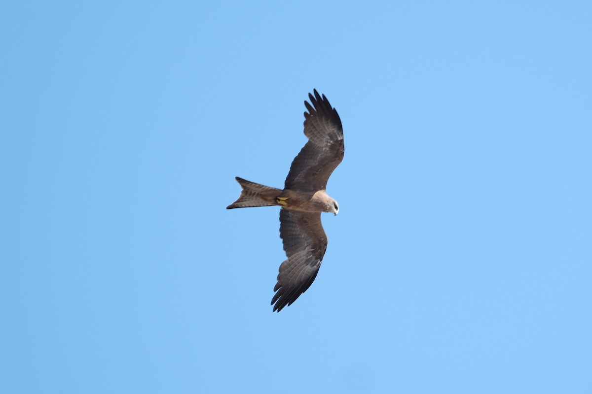 黑鳶 - ML544820111