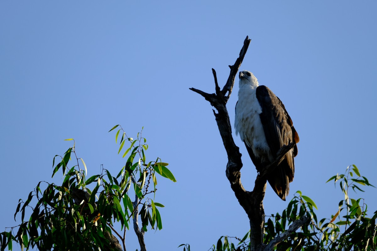 Weißbauch-Seeadler - ML544820351