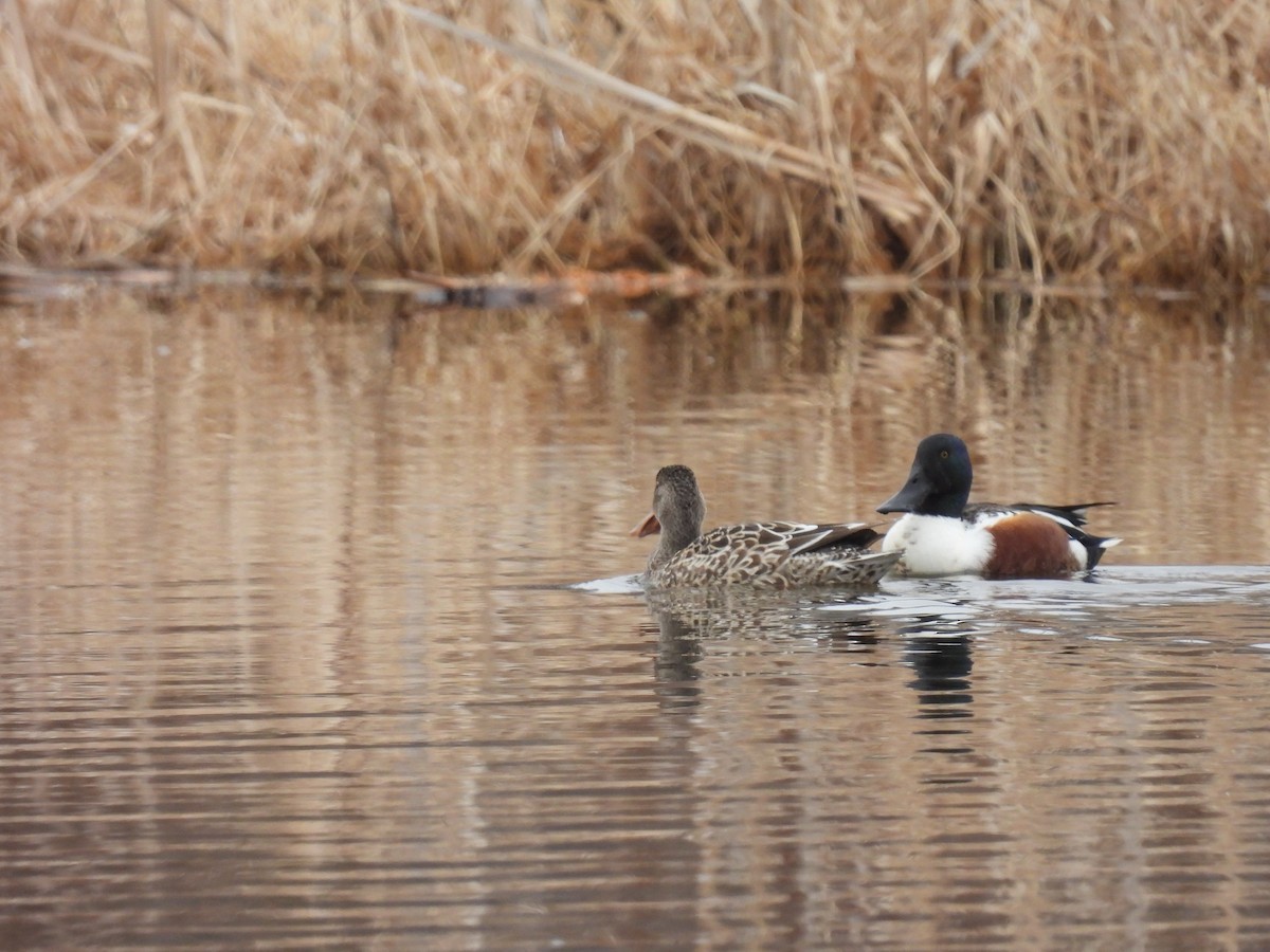 Northern Shoveler - ML544820381