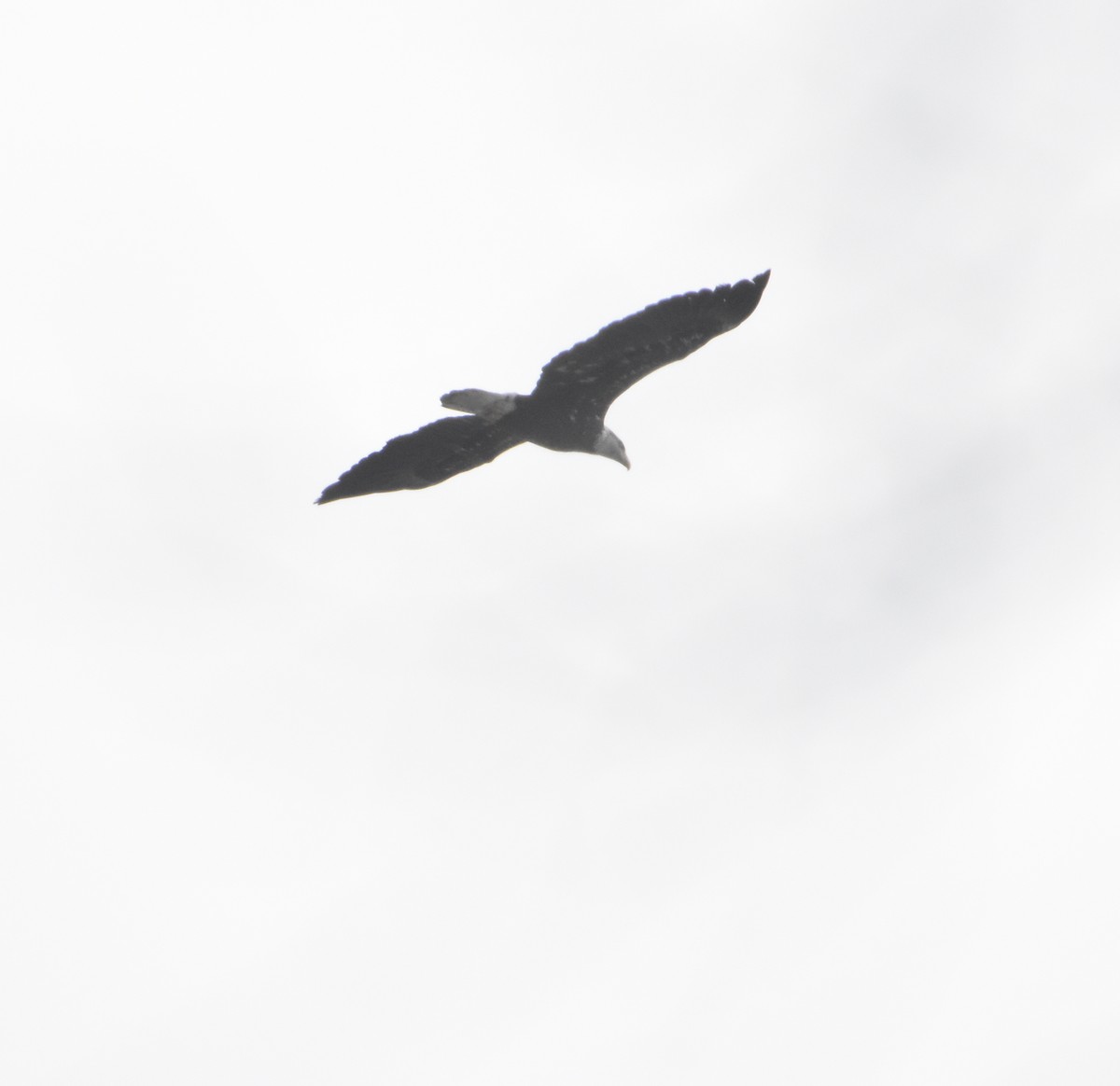 Белоголовый орлан - ML544820521