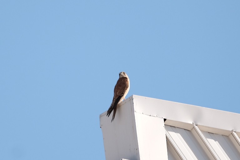 Nankeen Kestrel - ML544820931