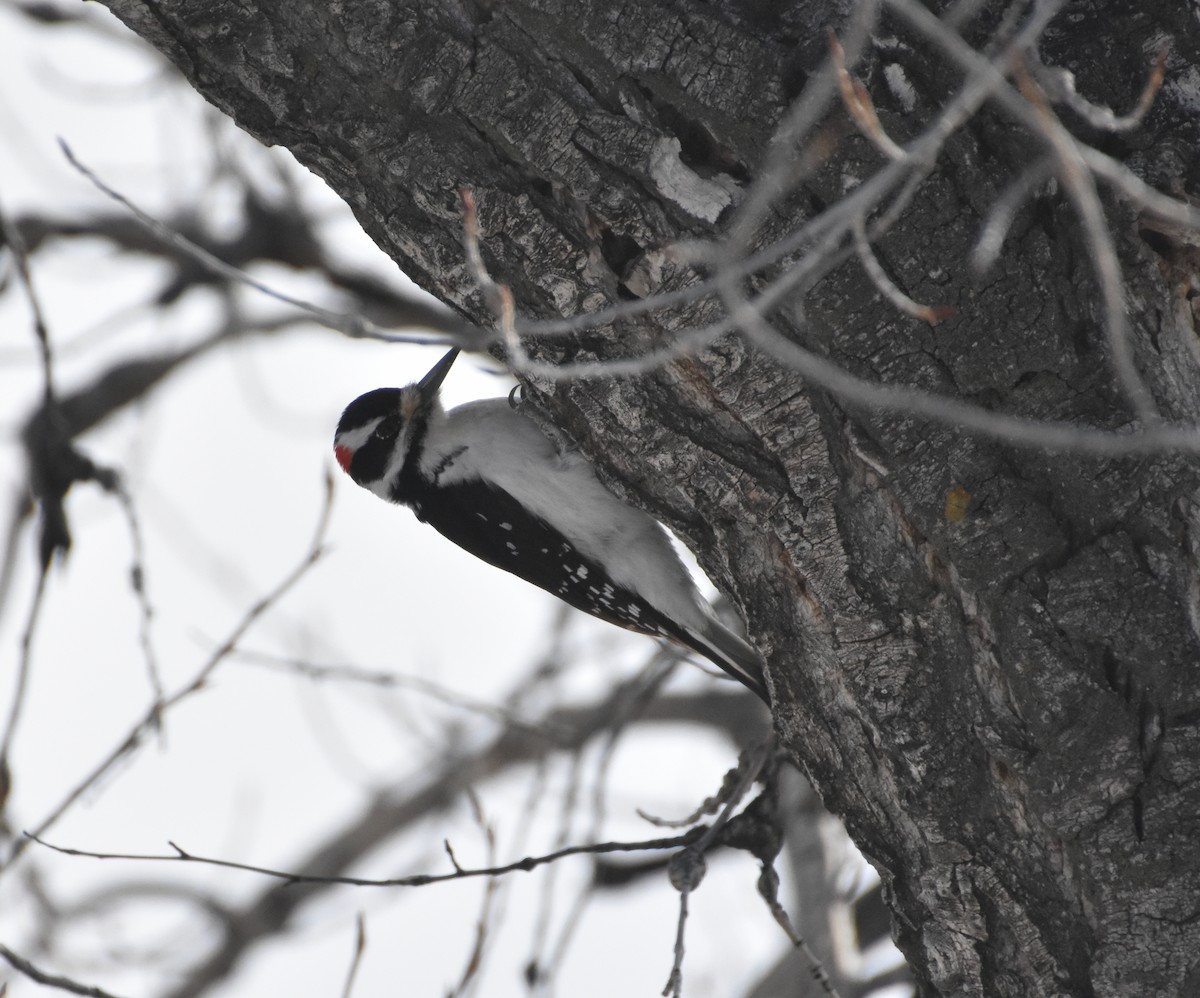 Hairy Woodpecker - John Saxer