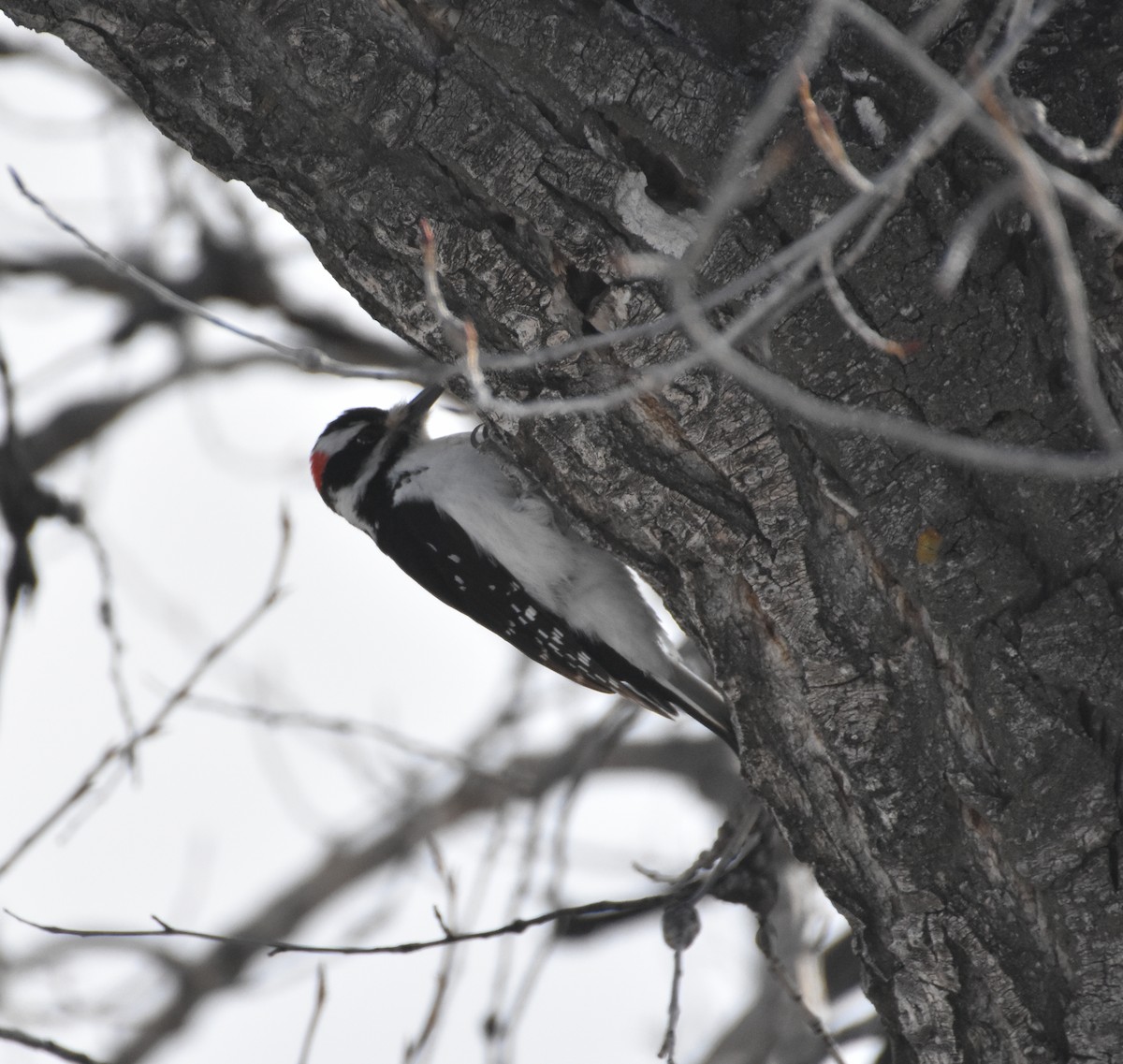 Hairy Woodpecker - John Saxer