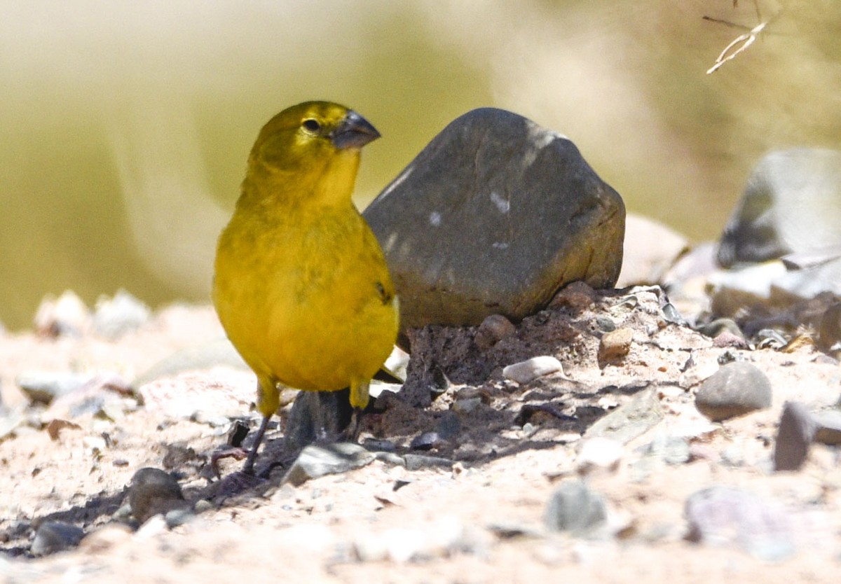 Greenish Yellow-Finch - ML544821091