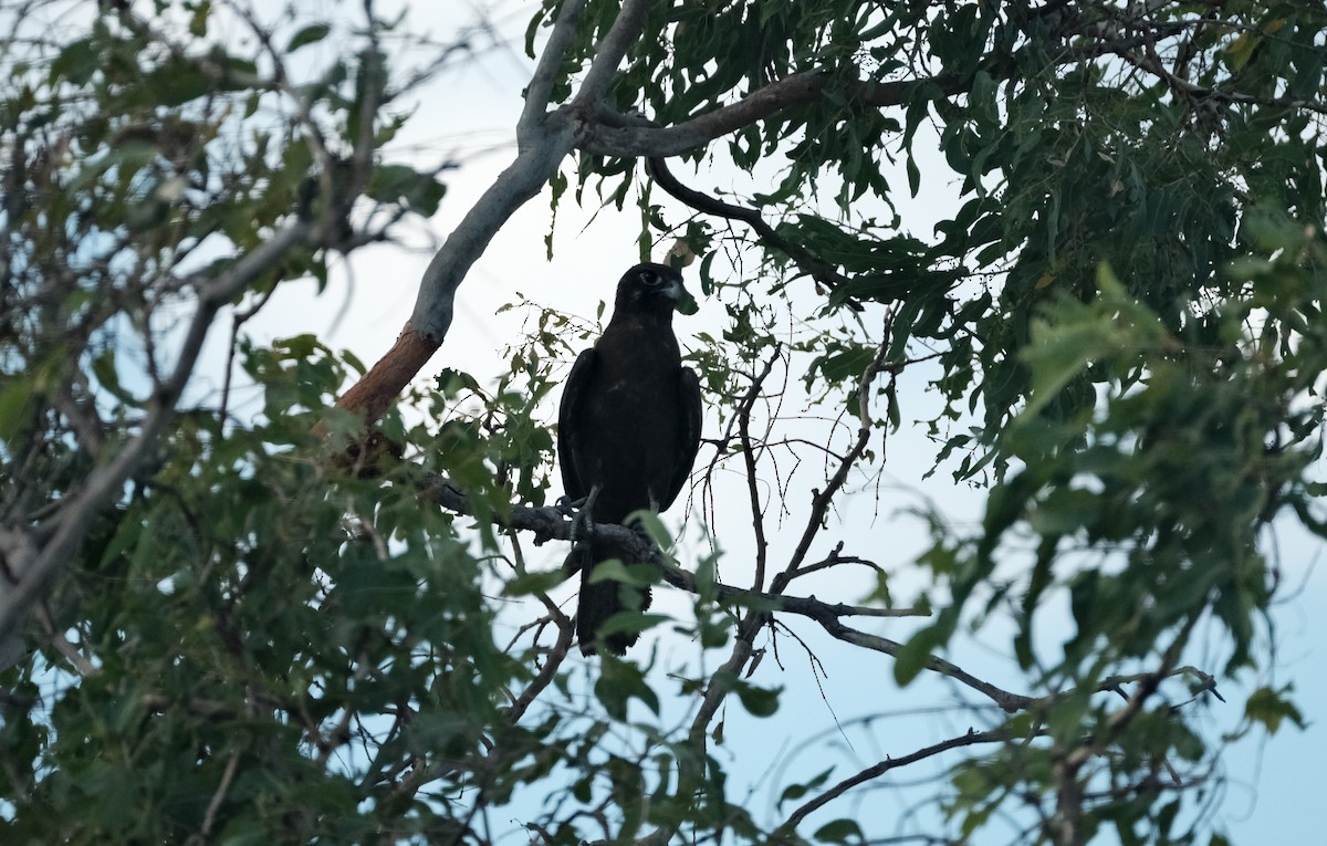 Brown Falcon - ML544821121