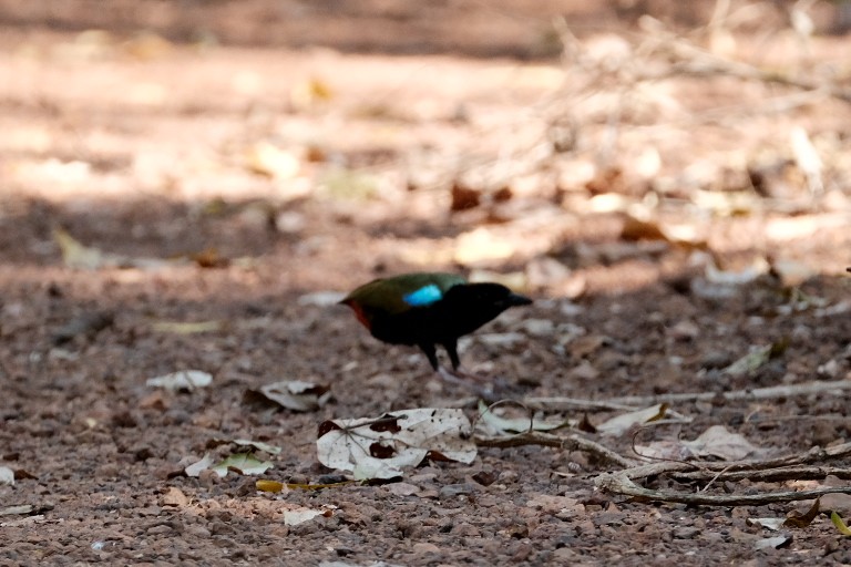 Regenbogenpitta - ML544821181