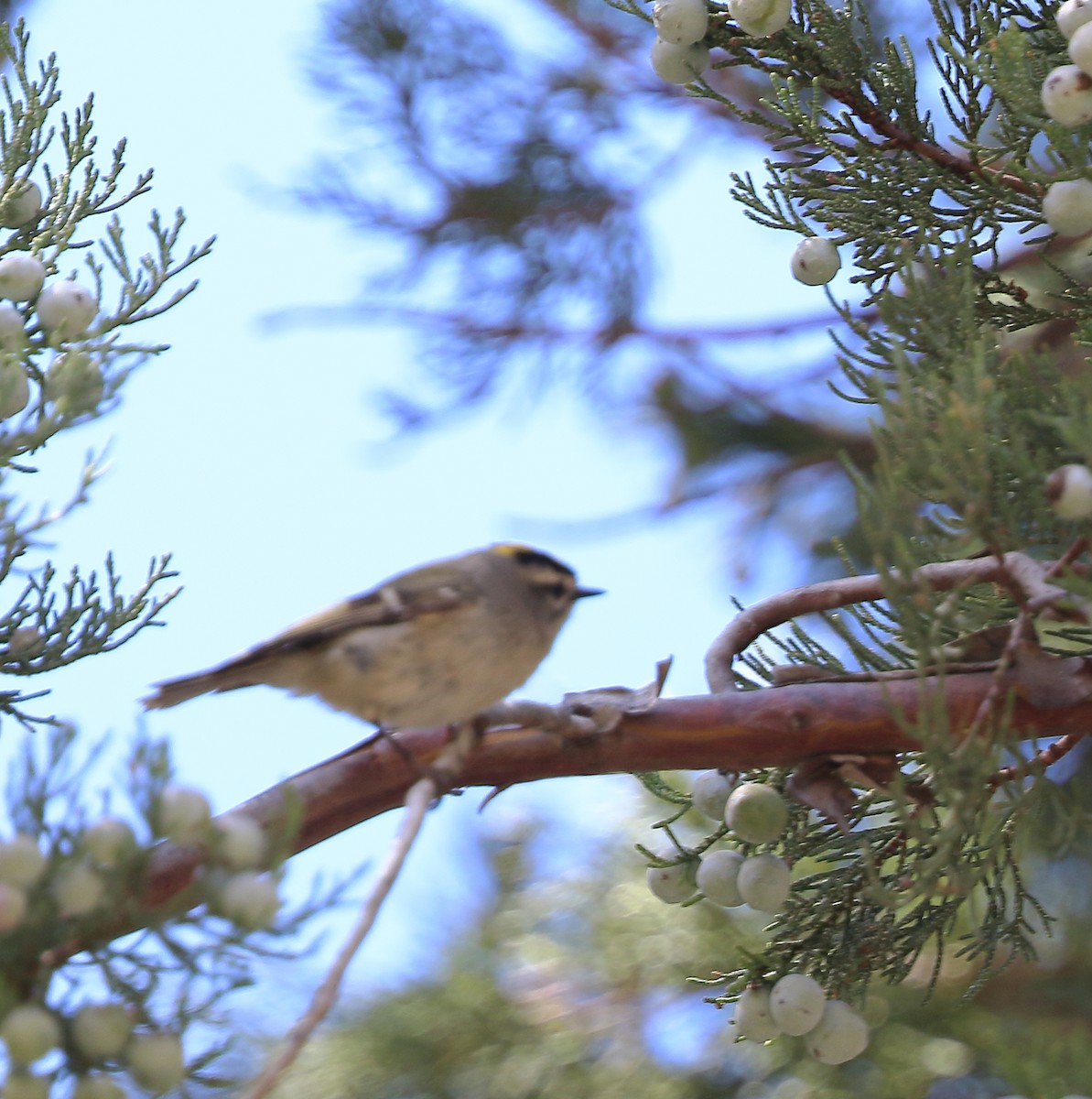 Golden-crowned Kinglet - ML544821851