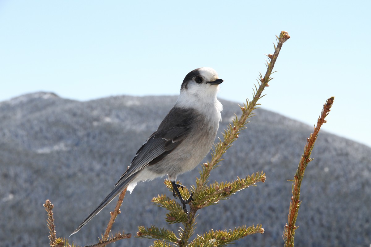 Canada Jay - ML544822251