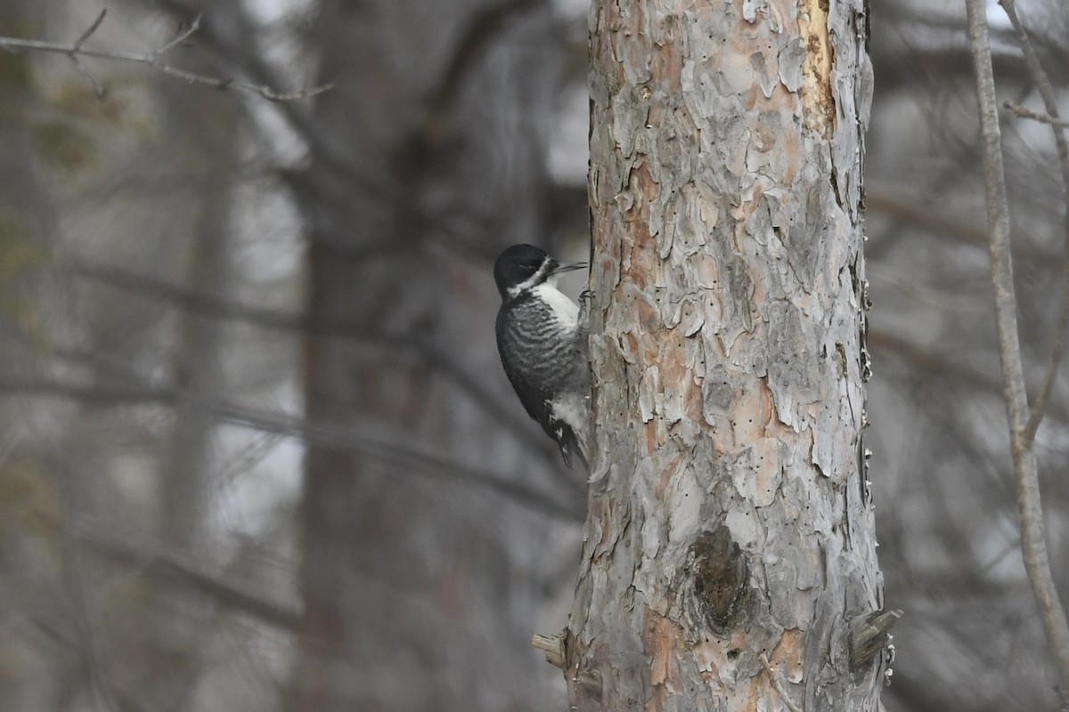 Black-backed Woodpecker - ML544822321