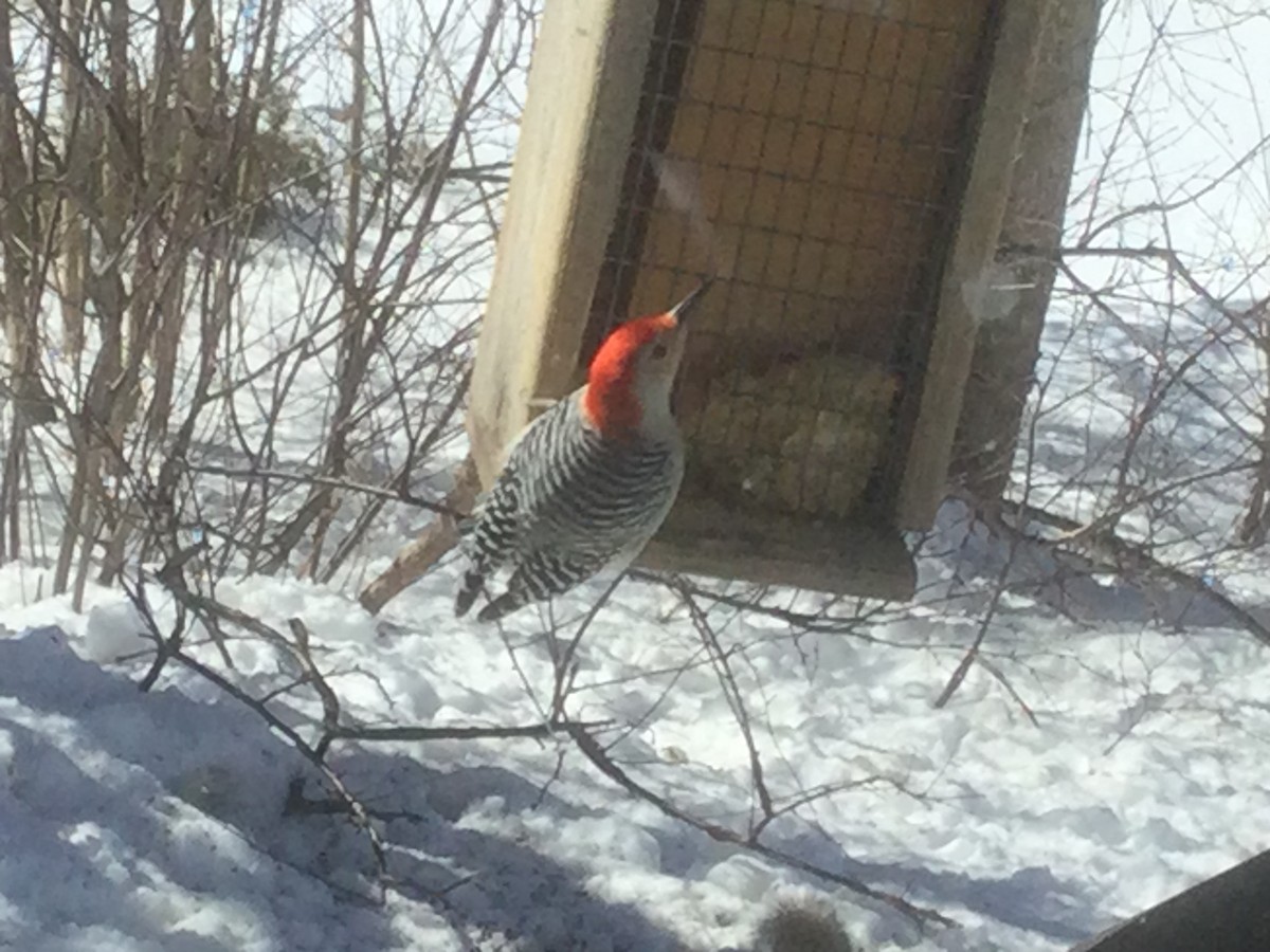 Red-bellied Woodpecker - ML544822341