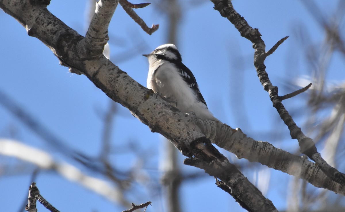 Downy Woodpecker - ML544822541